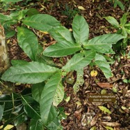 Acalypha integrifolia.bois de Charles.bois de violon. euphorbiaceae;endémique Madagascar Mascareignes..jpeg