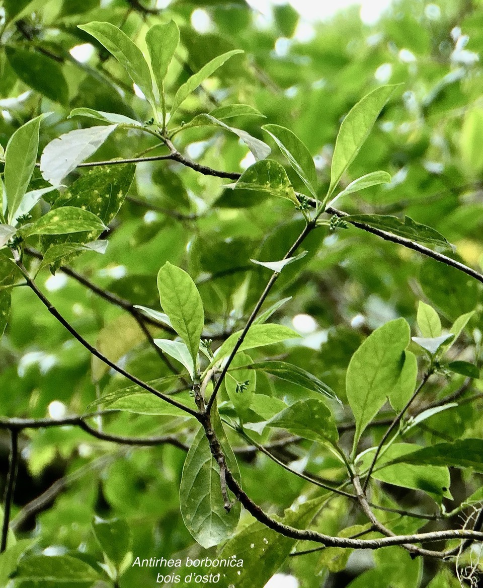 Antirhea borbonica. bois d’osto .rubiaceae.endémique Réunion Maurice Madagascar.jpeg