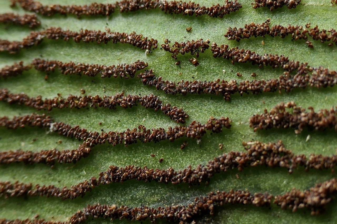 Antrophyopsis boryana.(Antrophyum boryanum ).fougère langue de boeuf . sores en face inférieure de la fronde .pteridaceae.endémique Madagascar Comores et Mascqareignes..jpeg