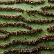 Antrophyopsis boryana.(Antrophyum boryanum ).fougère langue de boeuf . sores en face inférieure de la fronde .pteridaceae.endémique Madagascar Comores et Mascqareignes..jpeg