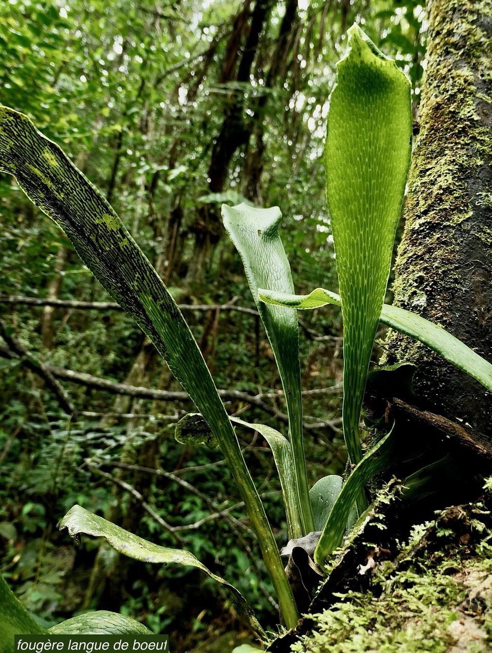 Antrophyopsis boryana.(Antrophyum boryanum ).fougère langue de boeuf .pteridaceae.endémique Madagascar Comores et Mascqareignes..jpeg