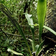 Antrophyopsis boryana.(Antrophyum boryanum ).fougère langue de boeuf .pteridaceae.endémique Madagascar Comores et Mascqareignes..jpeg