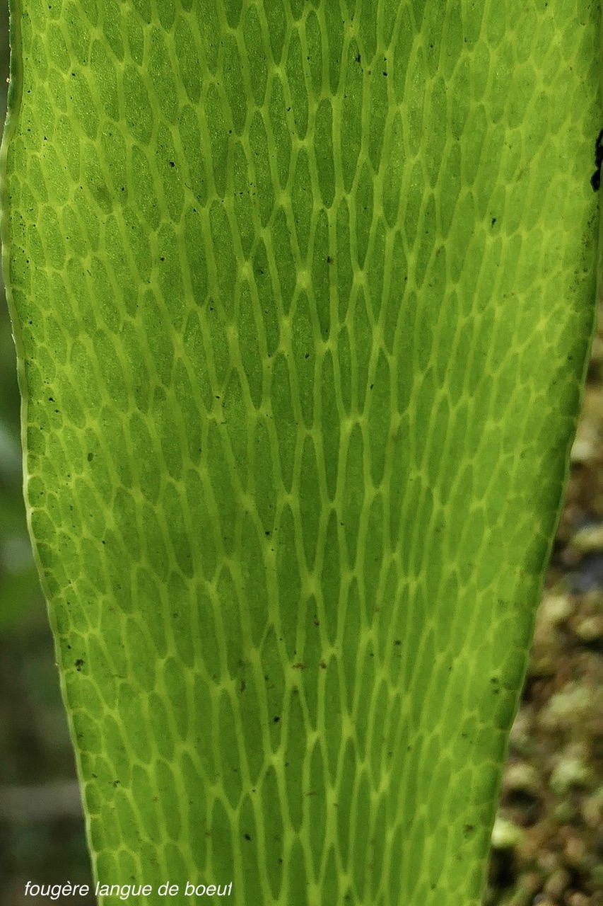 Antrophyopsis boryana.(Antrophyum boryanum ).fougère langue de boeuf nervation du limbe en face inférieure de la fronde..pteridaceae.endémique Madagascar Comores et Mascqareignes..jpeg