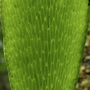 Antrophyopsis boryana.(Antrophyum boryanum ).fougère langue de boeuf nervation du limbe en face inférieure de la fronde..pteridaceae.endémique Madagascar Comores et Mascqareignes..jpeg