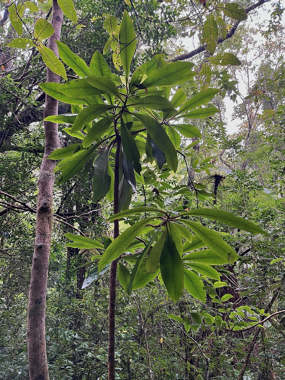 Badula barthesia. bois de savon.bois de pintade.primulaceae.endémique Réunion..jpeg