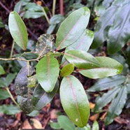 Casearia coriacea .bois de cabri rouge.salicaceae.endémique Réunion Maurice..jpeg