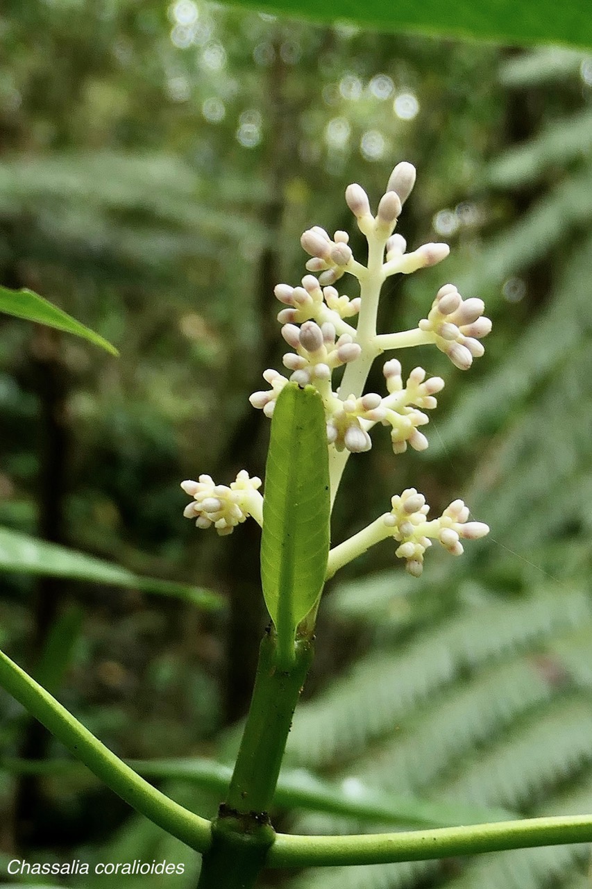 Chassalia corallioides Bois de corail  bois de lousteau rubiaceae.endémique Réunion. (1).jpeg