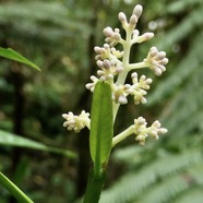 Chassalia corallioides Bois de corail  bois de lousteau rubiaceae.endémique Réunion. (1).jpeg