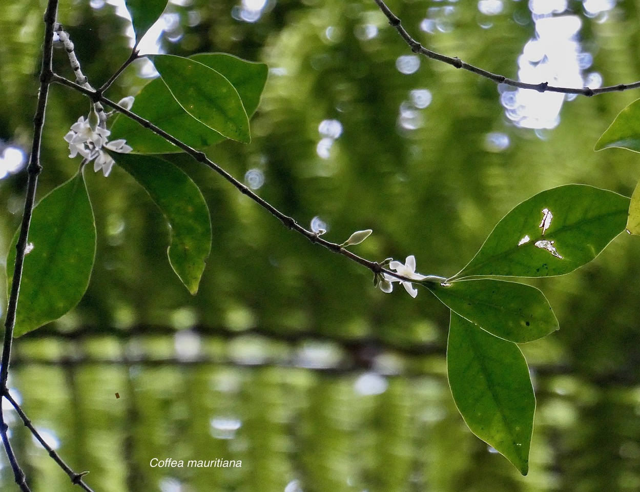 Coffea mauritiana.café marron.rubiaceae.endémique Réunion Maurice. (1).jpeg