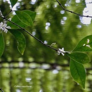 Coffea mauritiana.café marron.rubiaceae.endémique Réunion Maurice. (1).jpeg