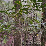 Coffea mauritiana.café marron.rubiaceae.endémique Réunion Maurice. (2).jpeg