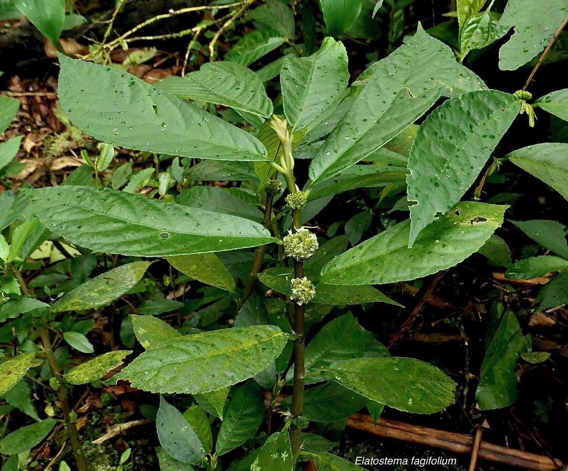 Elatostema fagifolium  urticaceae.indigène Réunion;.jpeg