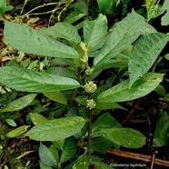 Elatostema fagifolium  urticaceae.indigène Réunion;.jpeg