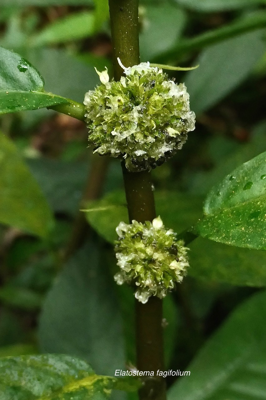 Elatostema fagifolium (inflorescences )  urticaceae.indigène Réunion;.jpeg