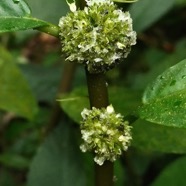 Elatostema fagifolium (inflorescences )  urticaceae.indigène Réunion;.jpeg