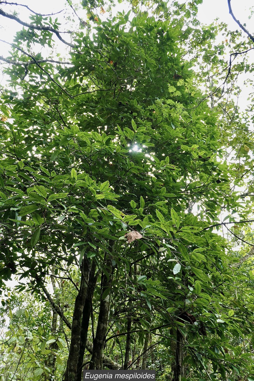 Eugenia mespiloides  Bois de nèfles à grandes feuilles myrtaceae. endémique Réunion (2).jpeg