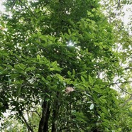 Eugenia mespiloides  Bois de nèfles à grandes feuilles myrtaceae. endémique Réunion (2).jpeg