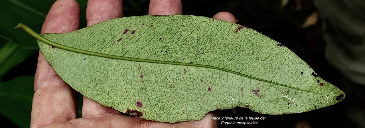 Eugenia mespiloides  Bois de nèfles à grandes feuilles myrtaceae. endémique Réunion (3).jpeg