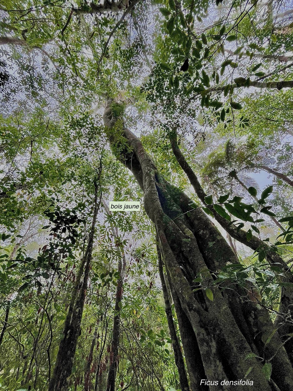 Ficus densifolia.affouche.grand affouche.moraceae.endémique Réunion Maurice. (1).jpeg