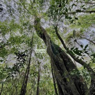 Ficus densifolia.affouche.grand affouche.moraceae.endémique Réunion Maurice. (1).jpeg