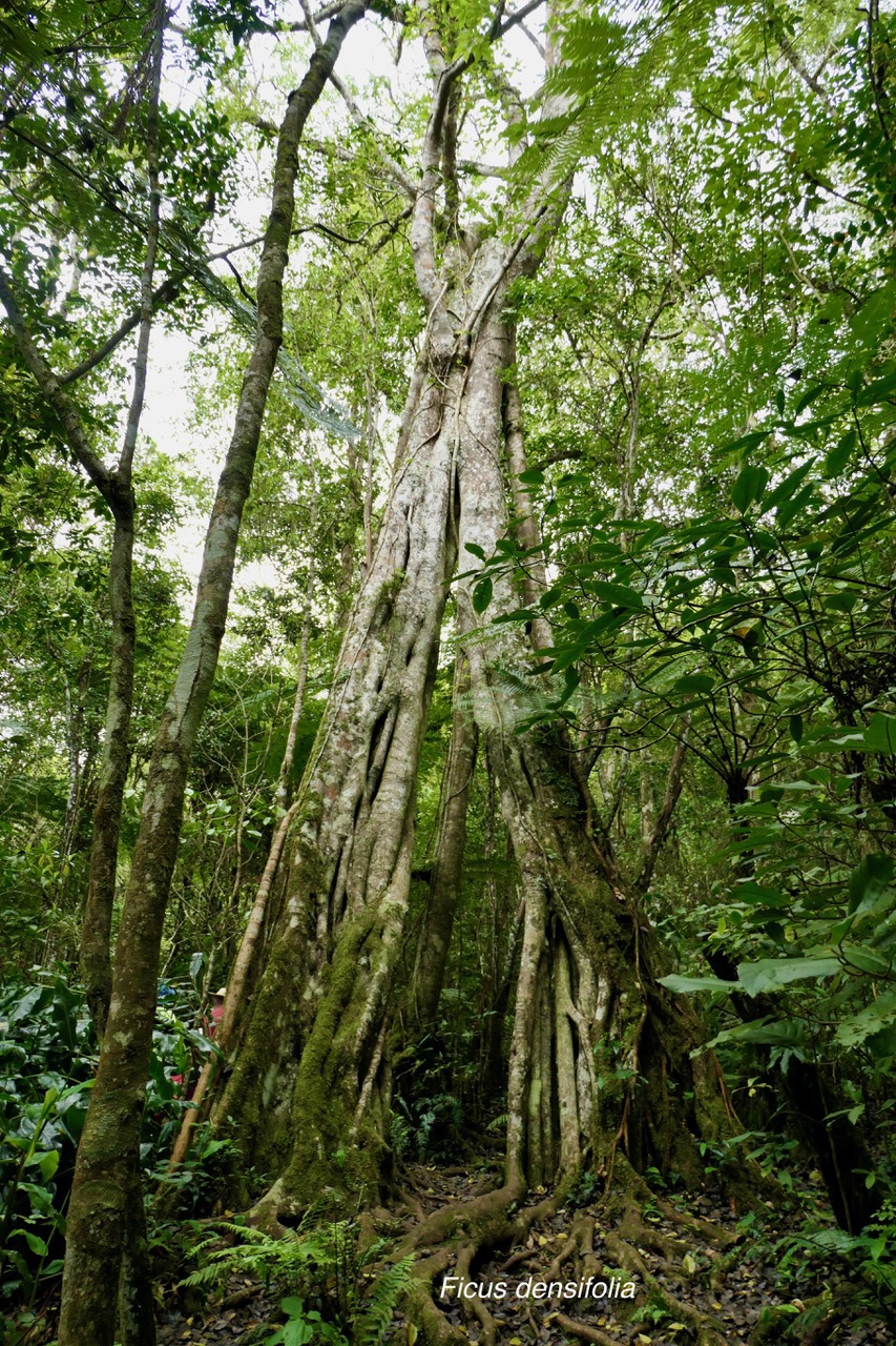 Ficus densifolia.affouche.grand affouche.moraceae.endémique Réunion Maurice..jpeg