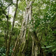 Ficus densifolia.affouche.grand affouche.moraceae.endémique Réunion Maurice..jpeg