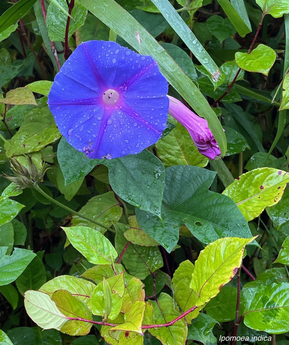 Ipomoea indica.liane bleue.convolvulaceae.amphinaturalisé.espèce envahissante..jpeg