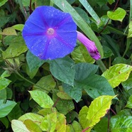 Ipomoea indica.liane bleue.convolvulaceae.amphinaturalisé.espèce envahissante..jpeg