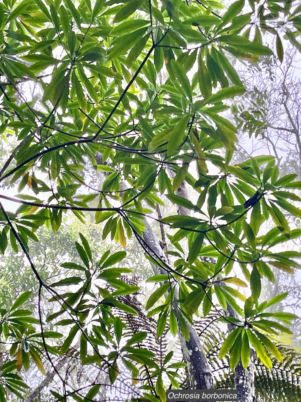 Ochrosia borbonica.bois jaune.apocynaceae.endémique Réunion Maurice. (1).jpeg