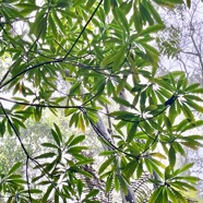 Ochrosia borbonica.bois jaune.apocynaceae.endémique Réunion Maurice. (1).jpeg