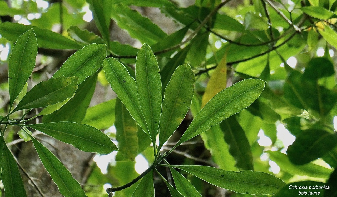 Ochrosia borbonica.bois jaune.apocynaceae.endémique Réunion Maurice..jpeg