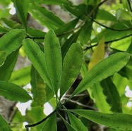 Ochrosia borbonica.bois jaune.apocynaceae.endémique Réunion Maurice..jpeg