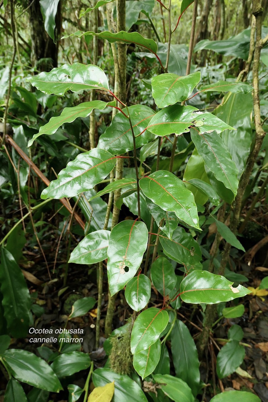 Ocotea obtusata.cannelle marron .lauraceae. endémique Réunion Maurice..jpeg