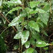 Ocotea obtusata.cannelle marron .lauraceae. endémique Réunion Maurice..jpeg