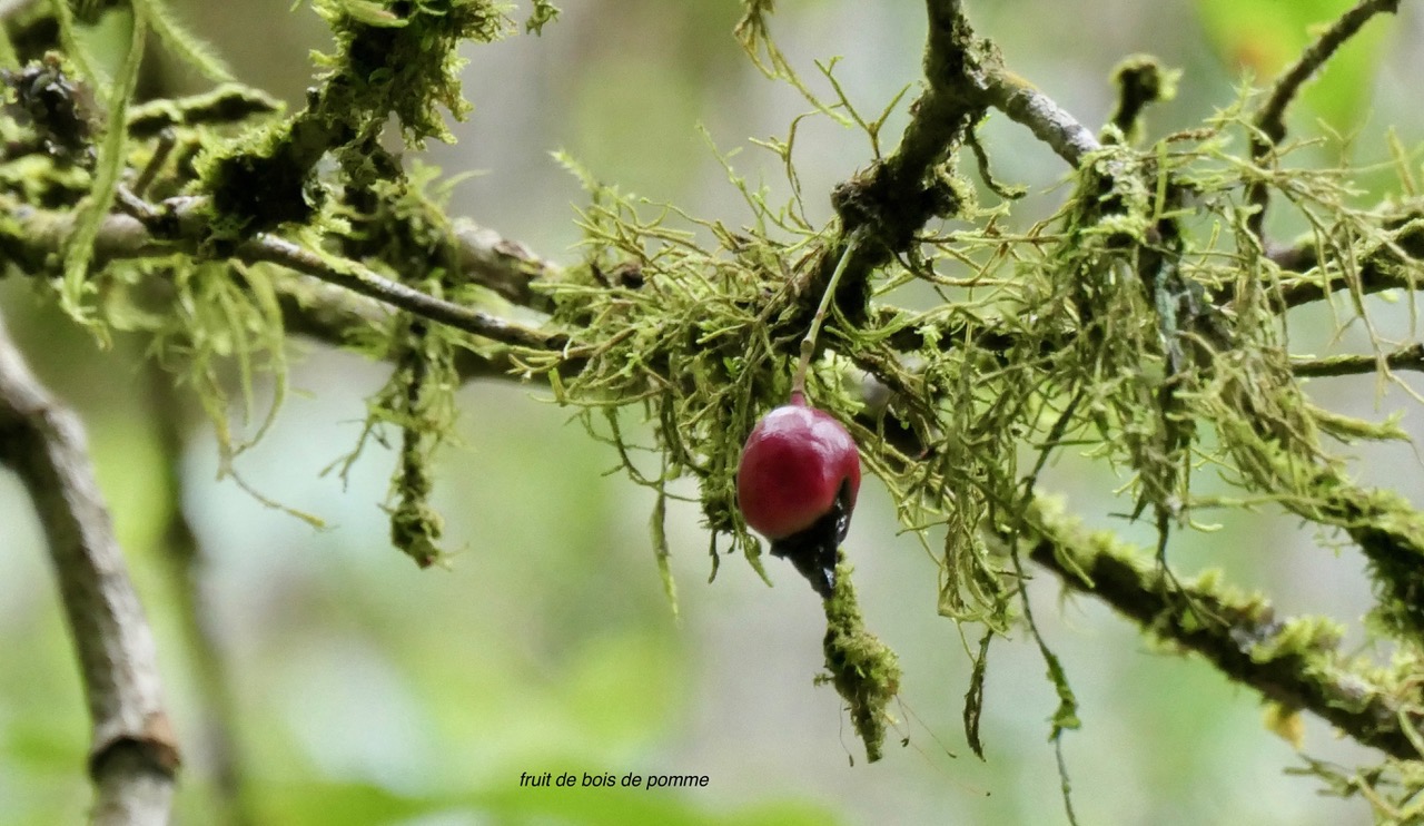 Syzygium cymosum .Bois de pomme rouge.( fruit ) myrtaceae.endémique Réunion Maurice..jpeg