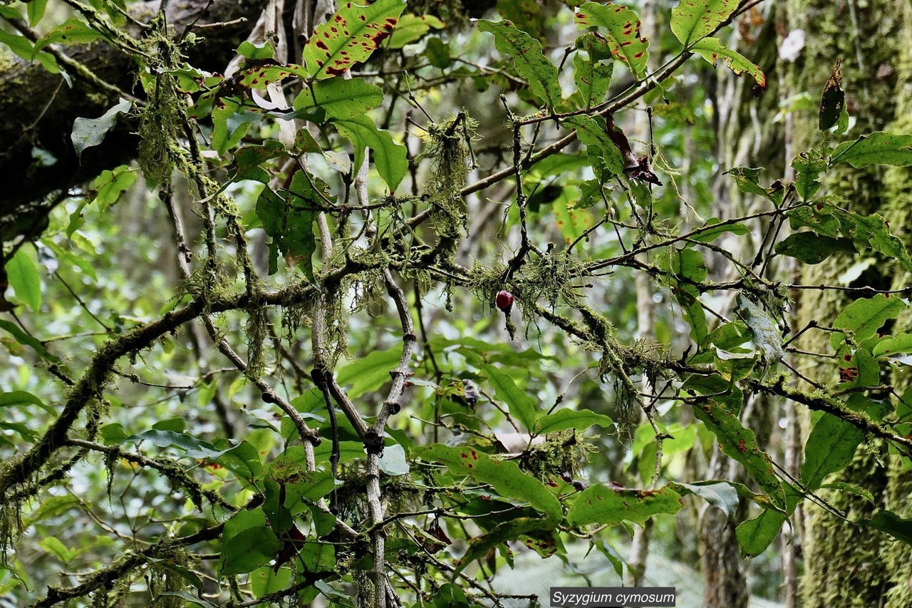 Syzygium cymosum .Bois de pomme rouge.myrtaceae.endémique Réunion Maurice..jpeg