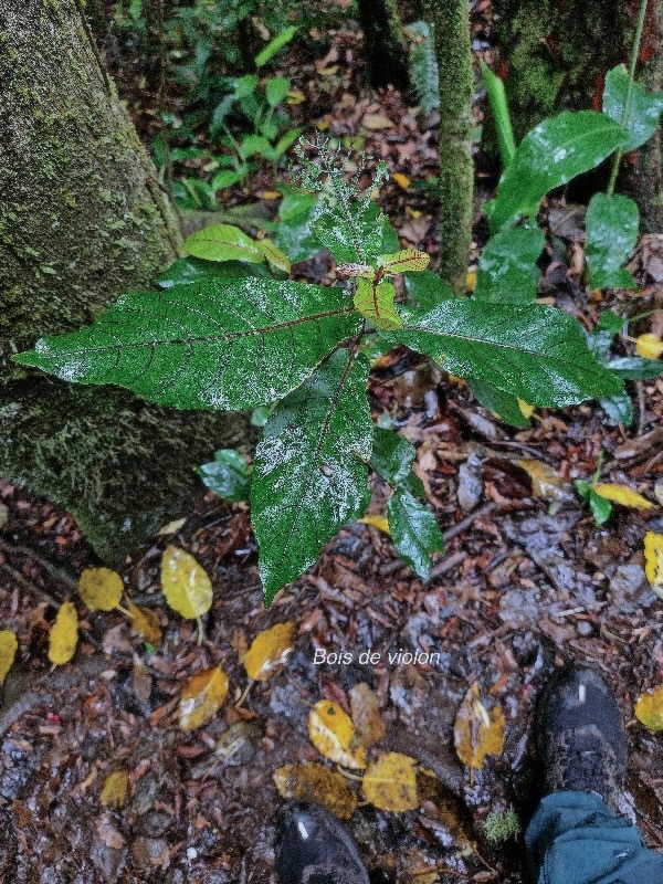 Acalypha integrifolia Bois de violon Euphorbiaceae Indigène La Réunion 838.jpeg