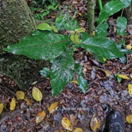 Acalypha integrifolia Bois de violon Euphorbiaceae Indigène La Réunion 838.jpeg