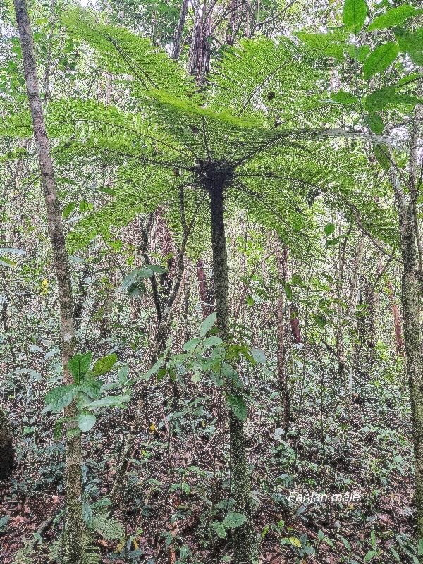 Alsophila borbonica Fanjan mâle Cyatheaceae Endémique La Réunion, Maurice 46.jpeg