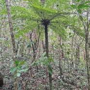 Alsophila borbonica Fanjan mâle Cyatheaceae Endémique La Réunion, Maurice 46.jpeg