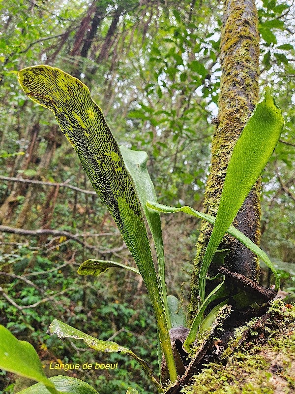 Antrophyopsis boryana Langue de boeuf Pteridaceae Indigène La Réunion 02.jpeg