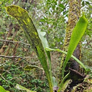 Antrophyopsis boryana Langue de boeuf Pteridaceae Indigène La Réunion 02.jpeg