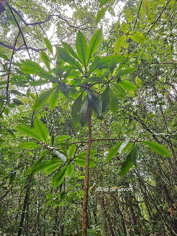 Badula barthesia Bois de savon Primulaceae Endémique La Réunion 04.jpeg