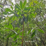 Badula barthesia Bois de savon Primulaceae Endémique La Réunion 04.jpeg