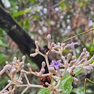 Chassalia corallioides Bois de corail Rubiaceae Endémique La Réunion   23.jpeg