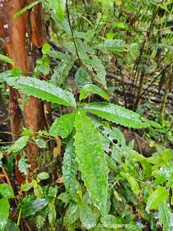 Claoxylon racemiflorum Grand bois cassant Euphorbiaceae Endémique La Réunion 39.jpeg