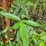 Claoxylon racemiflorum Grand bois cassant Euphorbiaceae Endémique La Réunion 39.jpeg