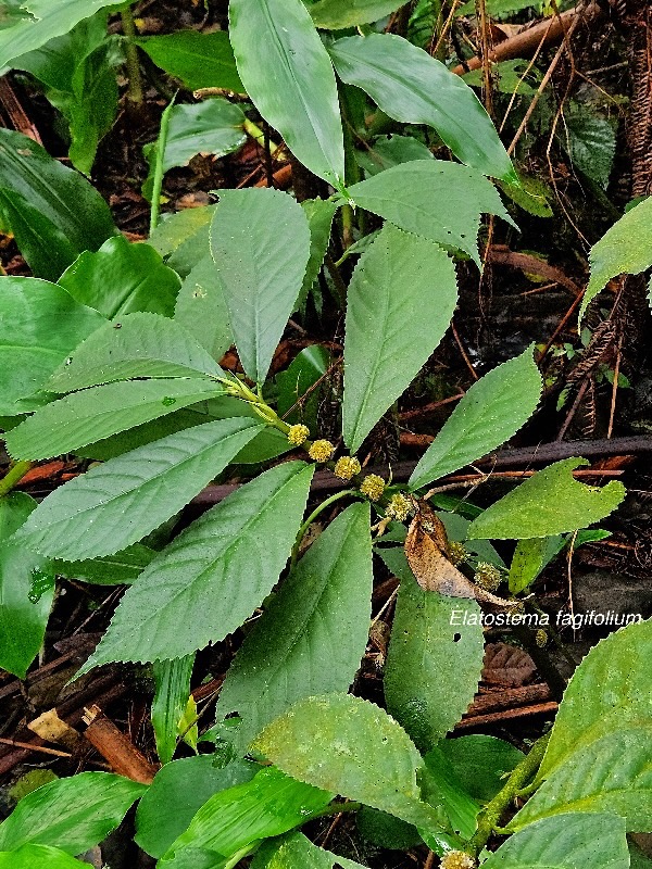 Elatostema fagifolium Urticaceae Endémique La Réunion, Maurice 12.jpeg