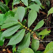 Elatostema fagifolium Urticaceae Endémique La Réunion, Maurice 12.jpeg