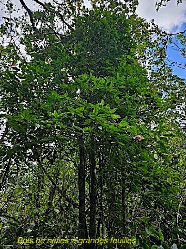 Eugenia mespiloides Bois de nèfles à grandes feuilles Myrtaceae  Endémique La Réunion  79.jpeg